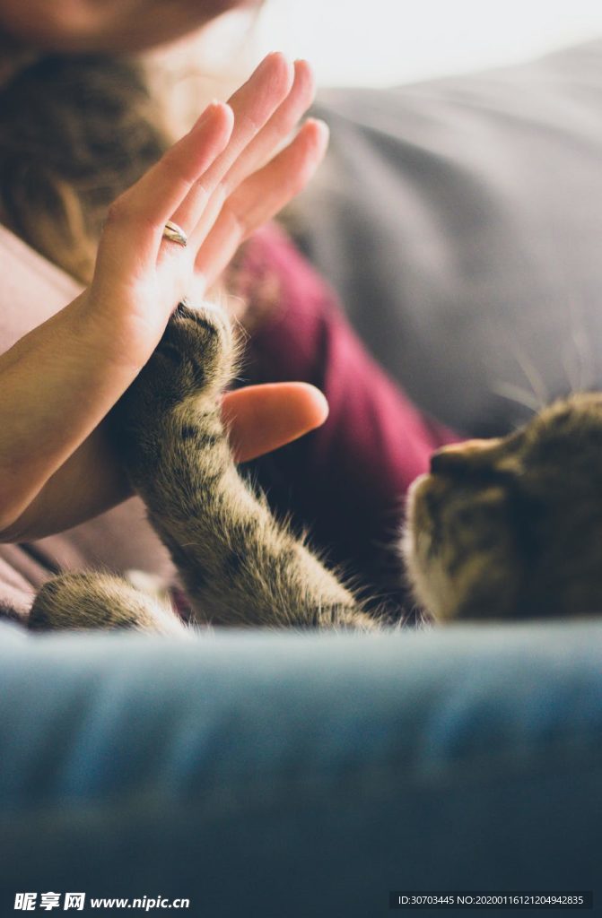 猫与人