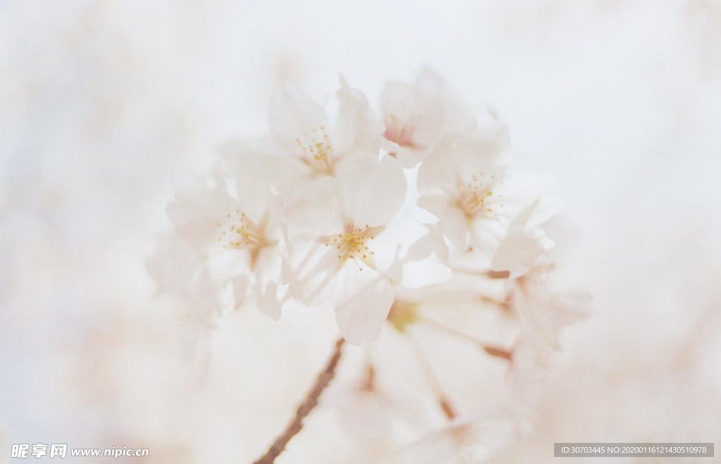 白色花