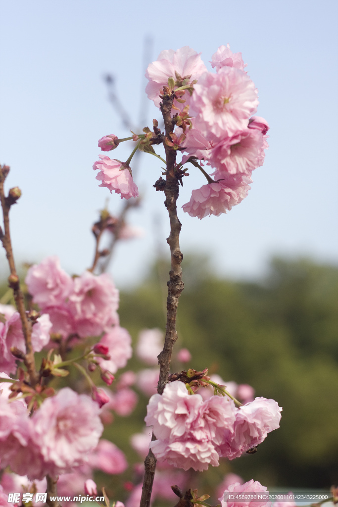 樱花