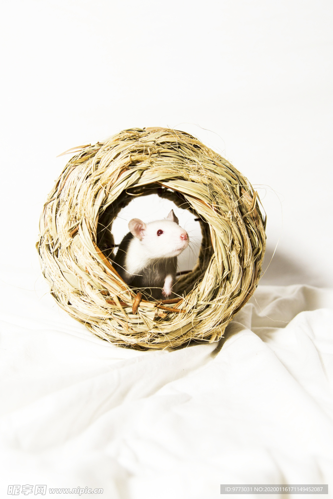 鼠