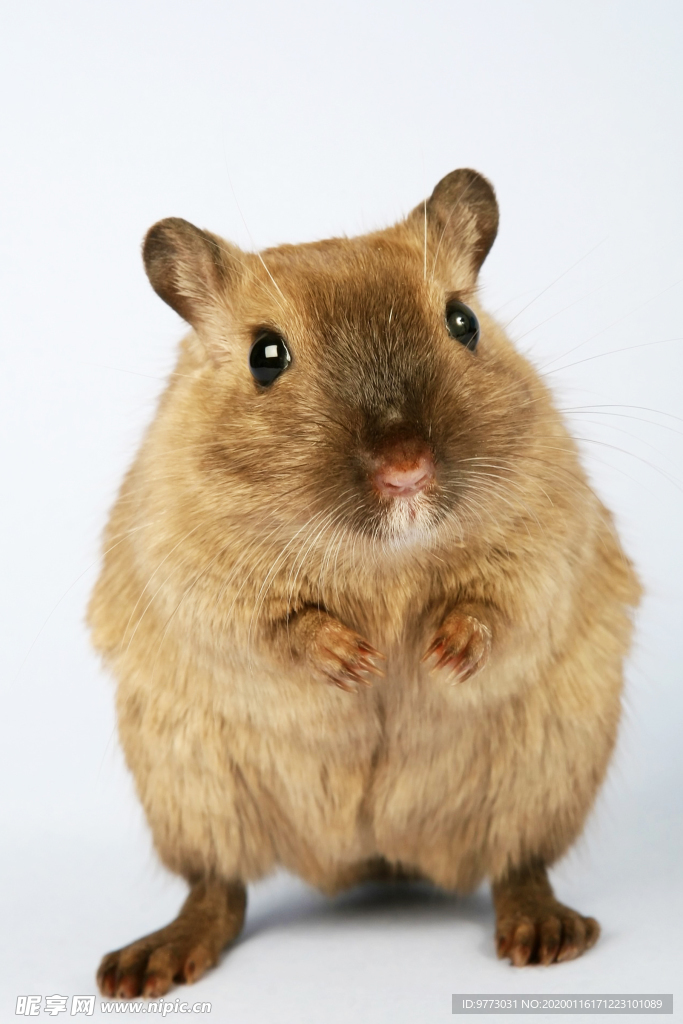 鼠