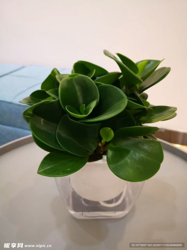 花束花草