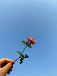 花束花草