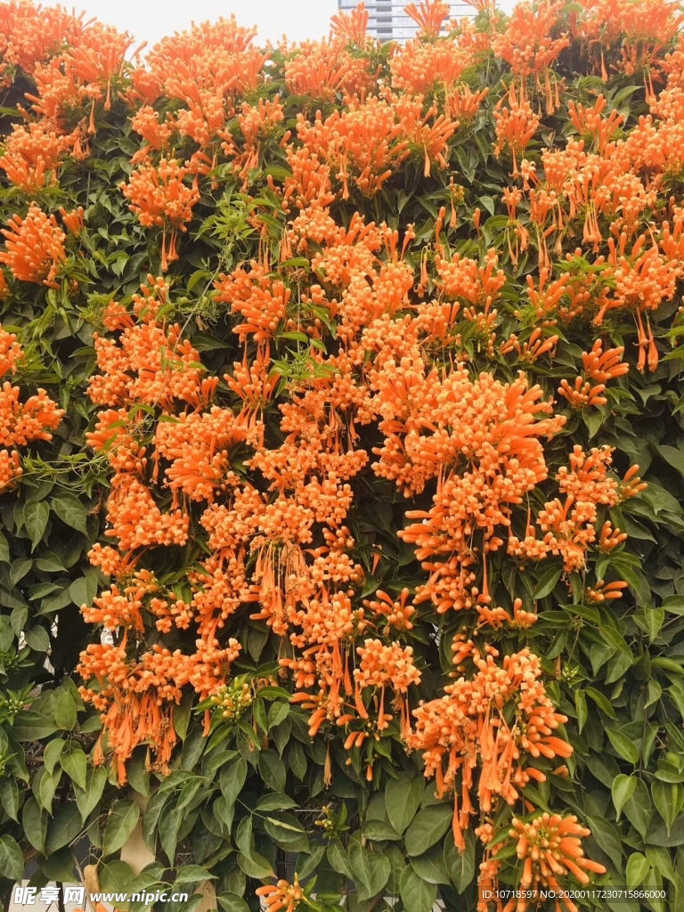 花束花草