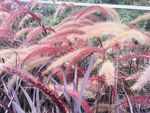花束花草