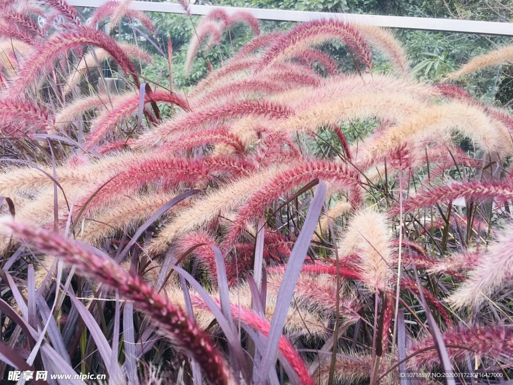 花束花草
