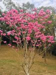花束花草