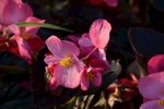花束花草
