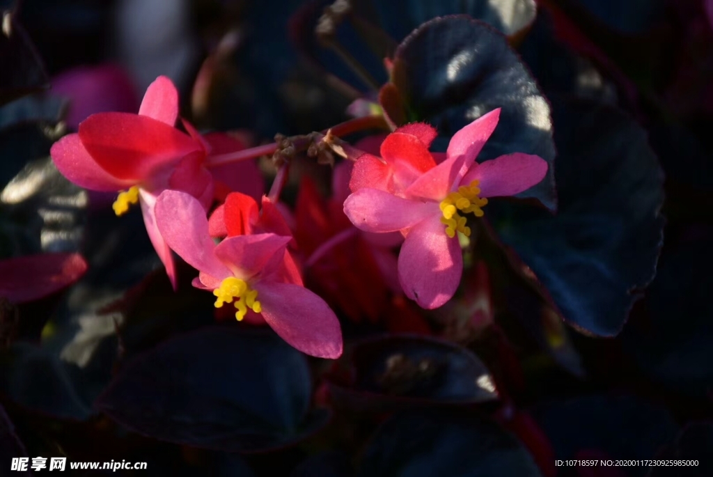 花束花草