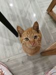 猫咪