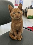 猫咪
