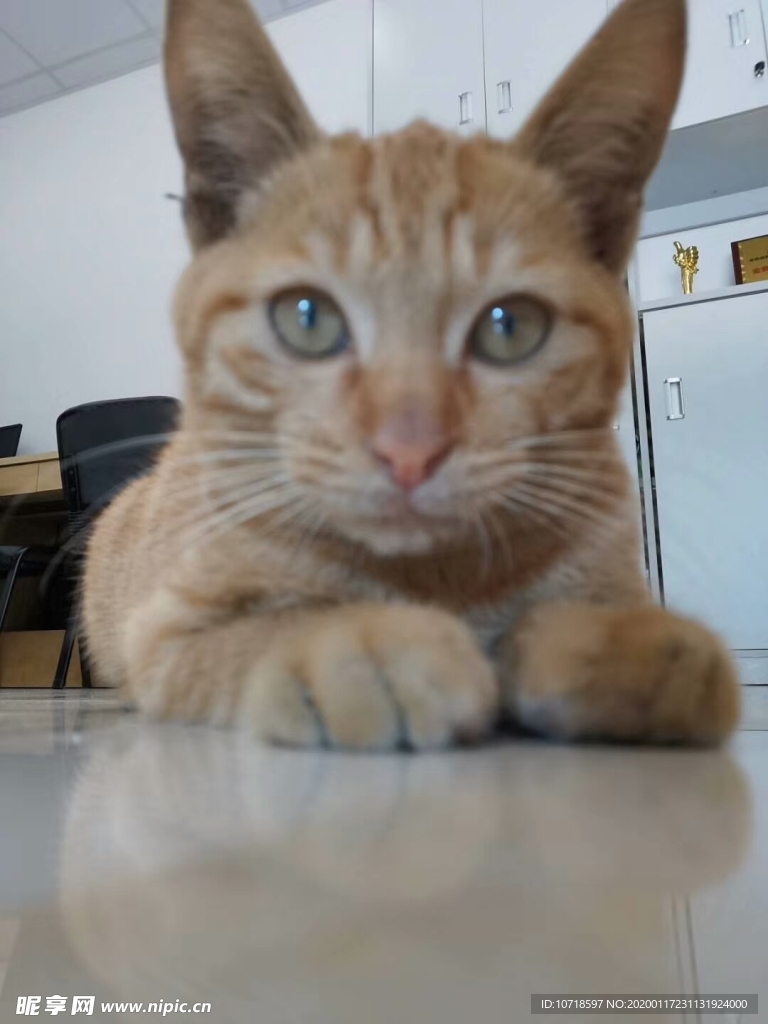 猫咪
