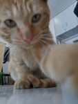 猫咪