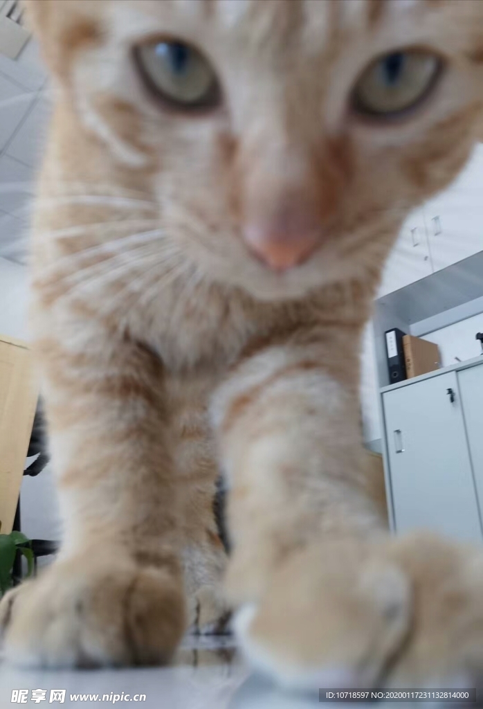 猫咪
