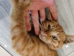 猫咪