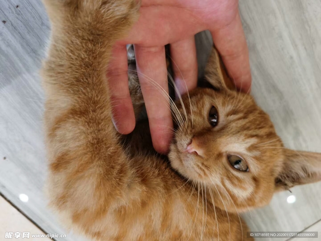 猫咪