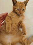 猫咪