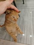 猫咪