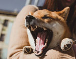 狗狗