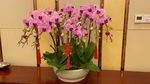 花束花草