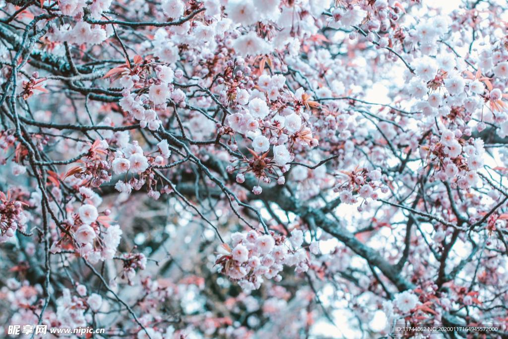 樱花