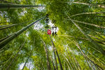 老君山御竹林
