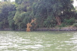 湖边树丛