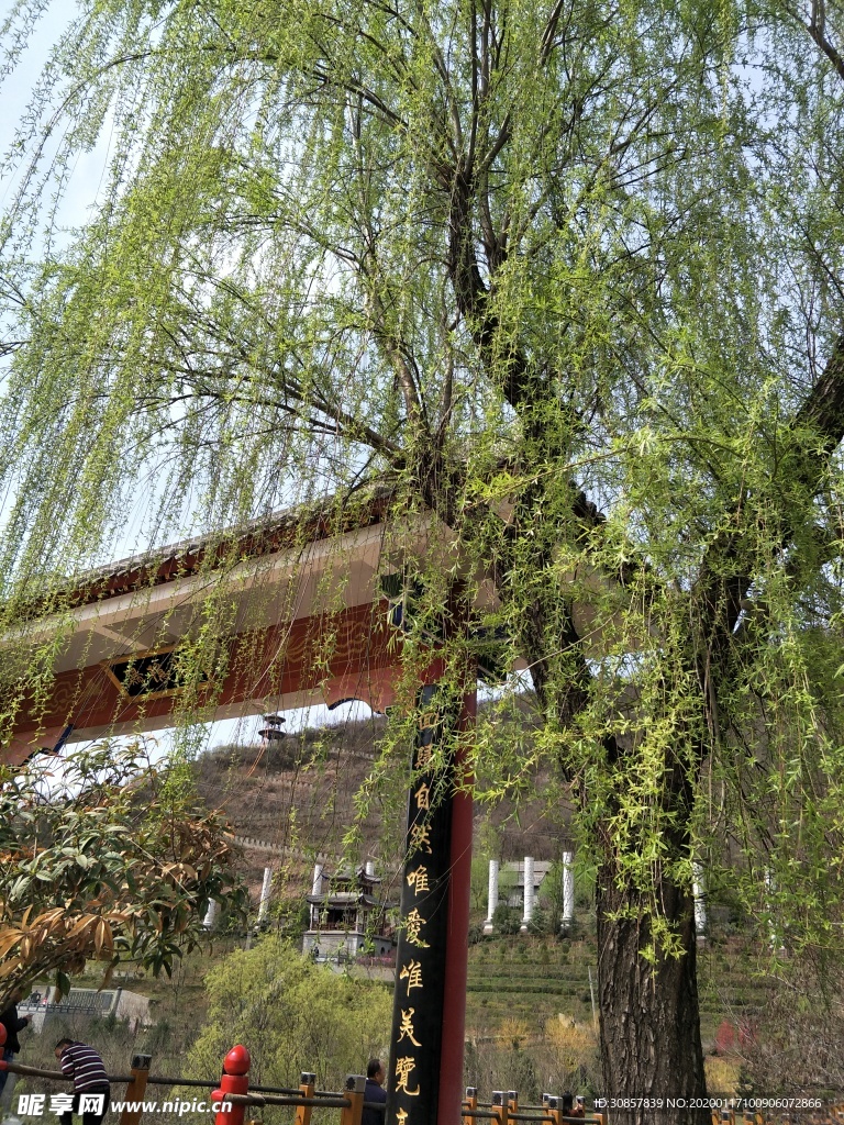 绿柳
