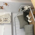 葛优瘫的猫咪