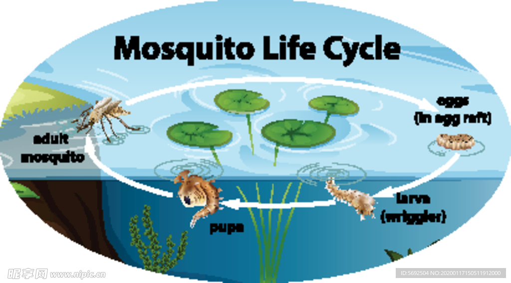 蚊子的生命周期