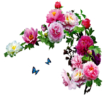 牡丹花