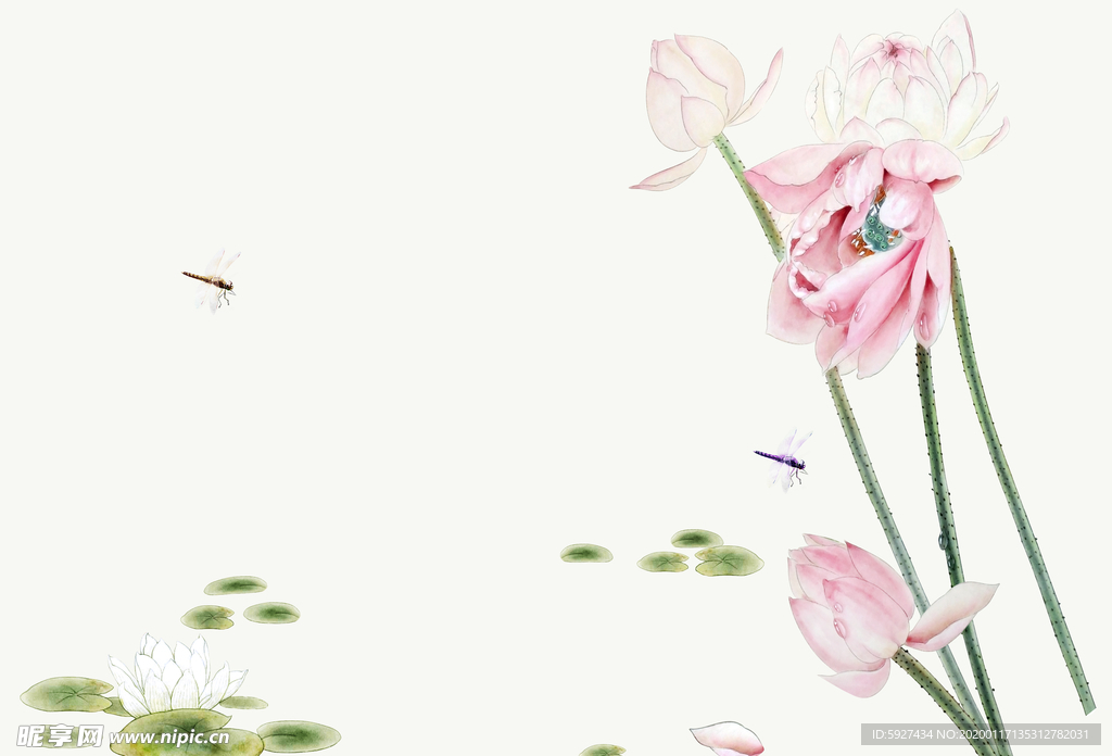 荷花