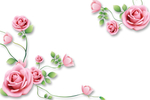玫瑰花