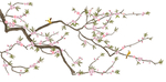 花鸟