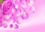 玫瑰花