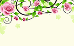 玫瑰花