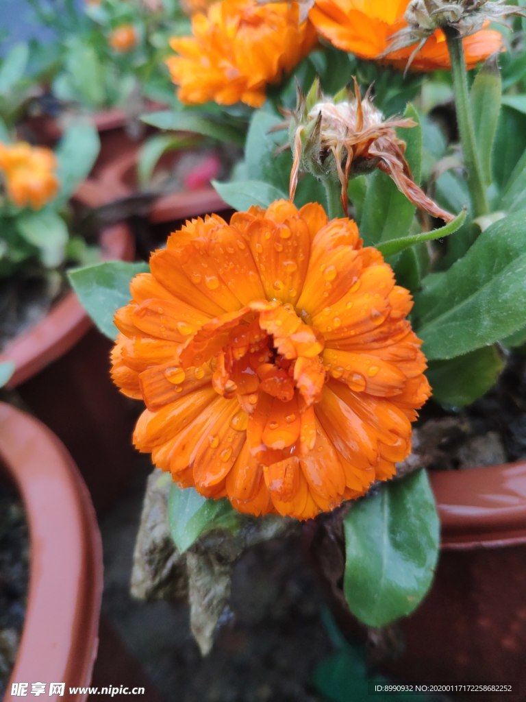 金盏花