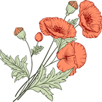 手绘鲜花