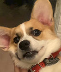 狗