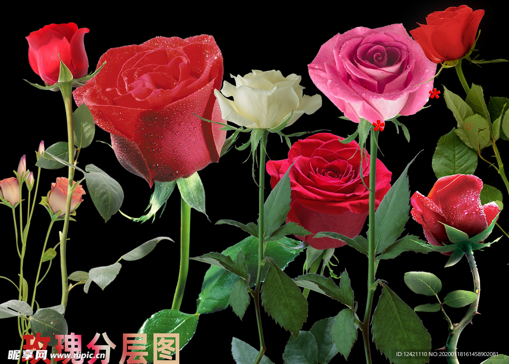 玫瑰   花朵   玫瑰花