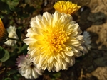 大丽花