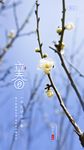 立春