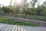 庭院