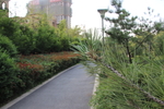 庭院