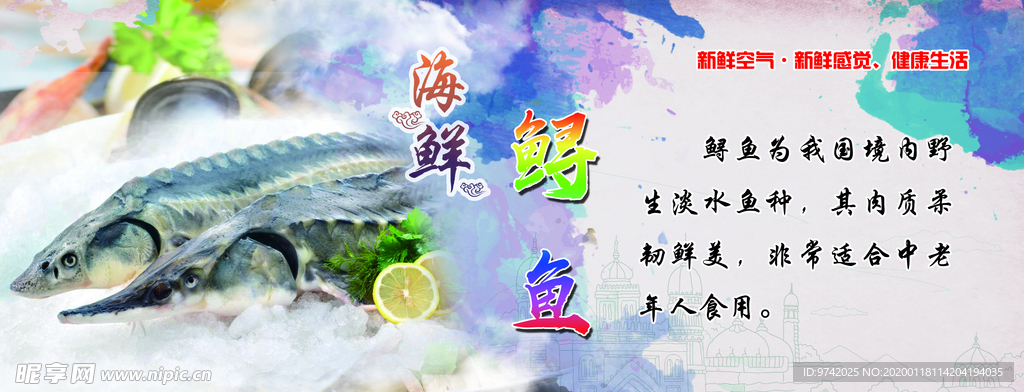 海鲜宣传  鲟鱼