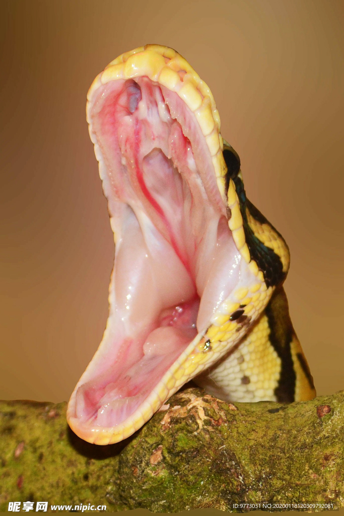 蛇