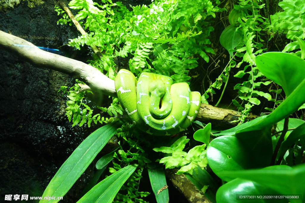蛇