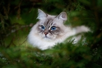 小猫猫咪宠物背景