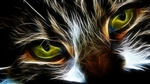 小猫猫咪卡通插画背景