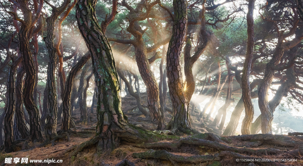 森林树木阳光风景背景